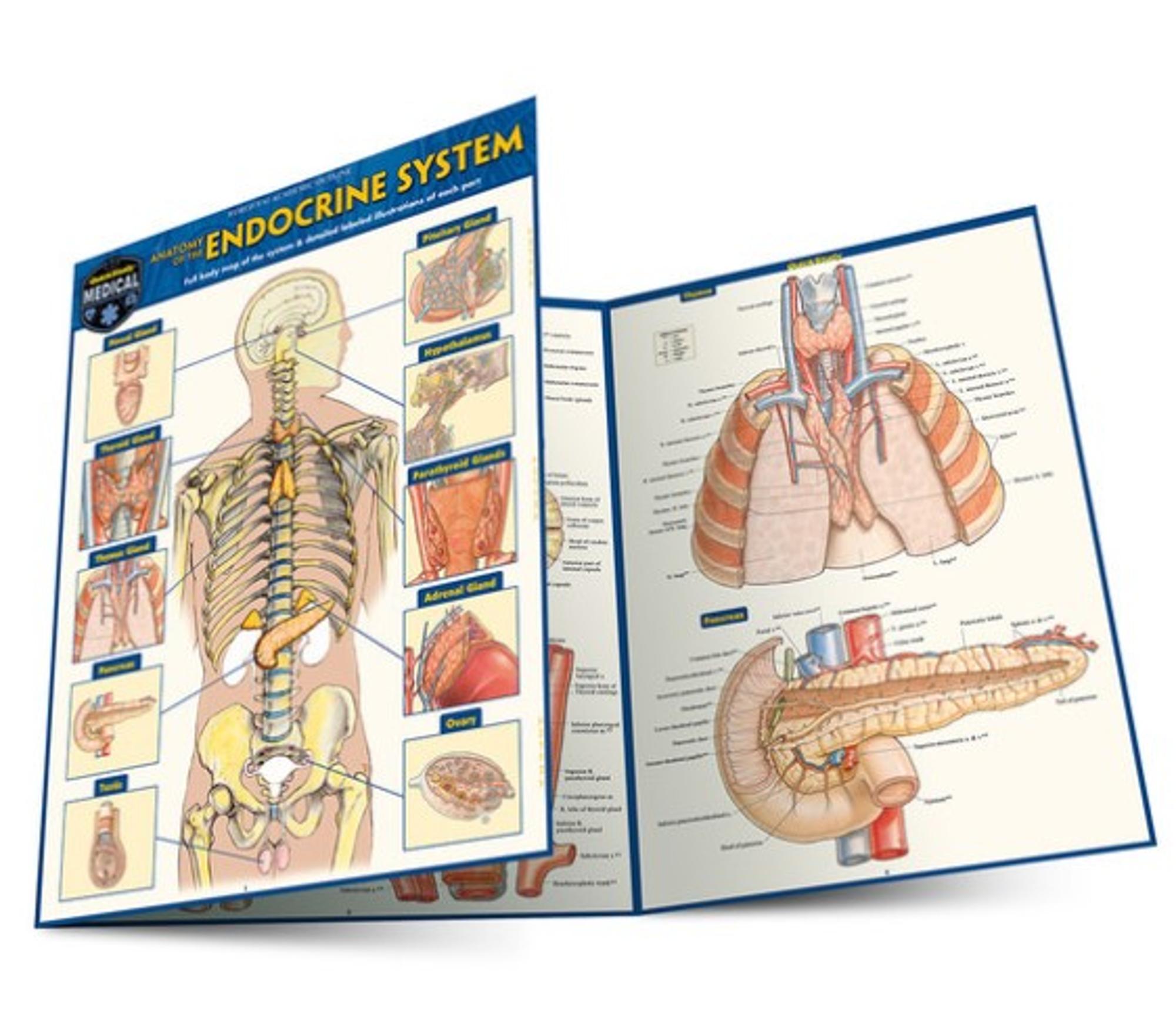 image of: BarCharts / Anatomy of the Endocrine System