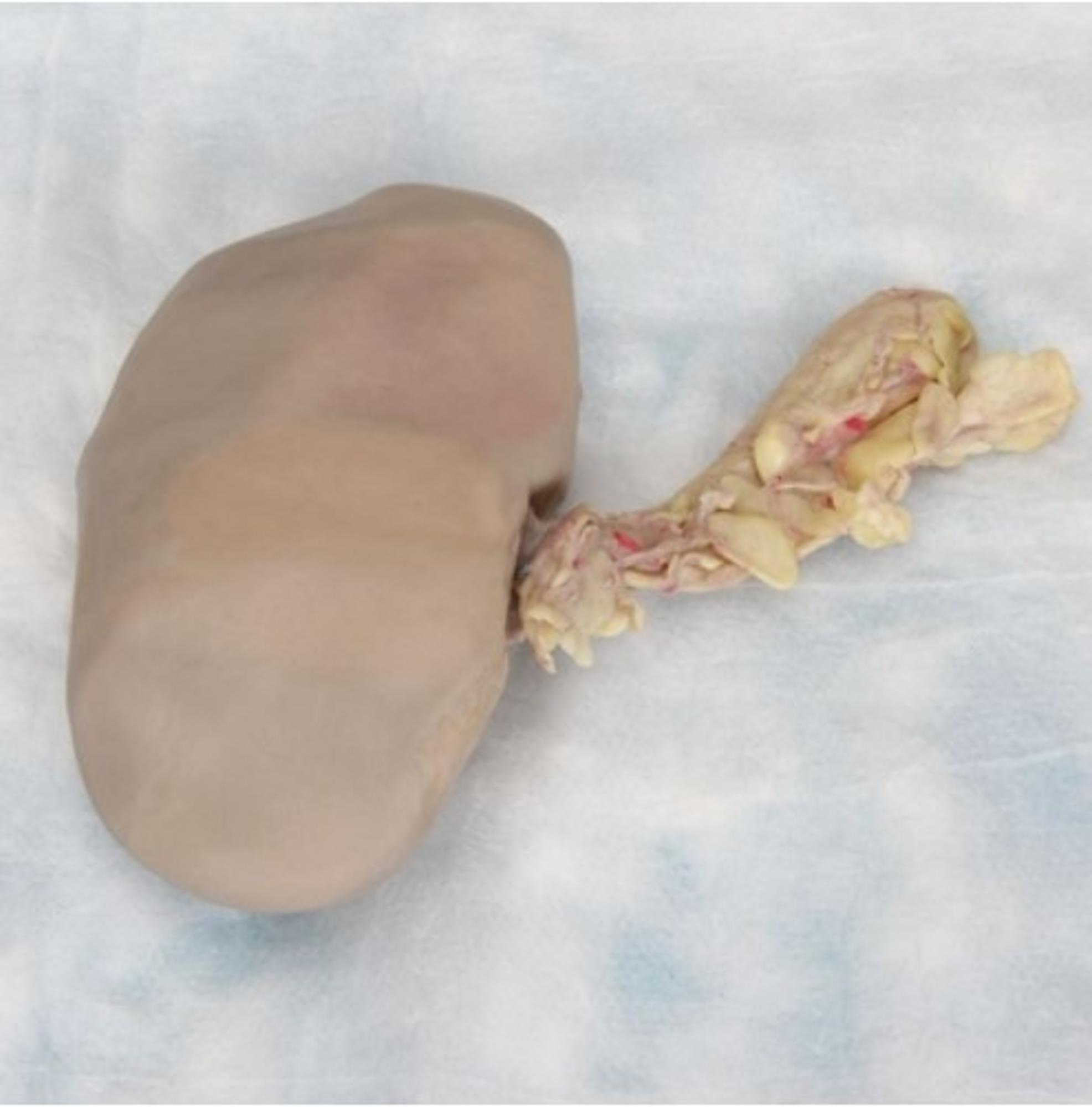 Cover image for Formalin Sheep Kidney, Double Injection, 1 per bag (228811)