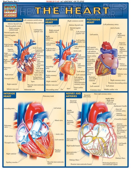 Cover image for THE HEART LAMINATED STUDY GUIDE