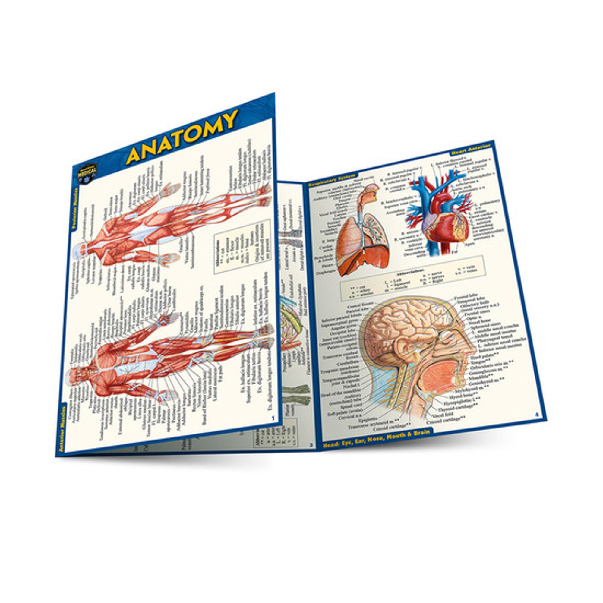 Cover image for ANATOMY LAMINATED POCKET GUIDE