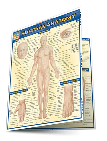 Cover image for SURFACE ANATOMY LAMINATED STUDY GUIDE