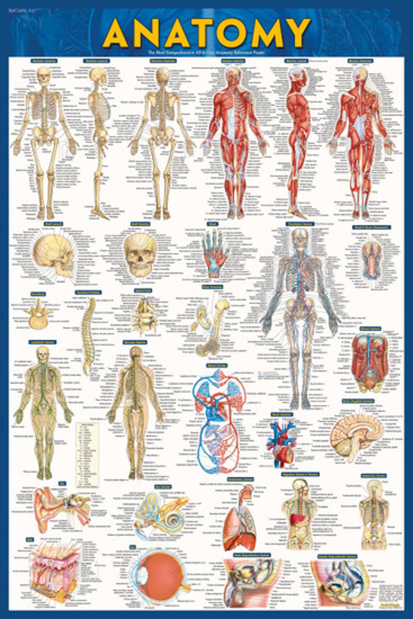 Cover image for ANATOMY LAMINATED POSTER (24"X36")