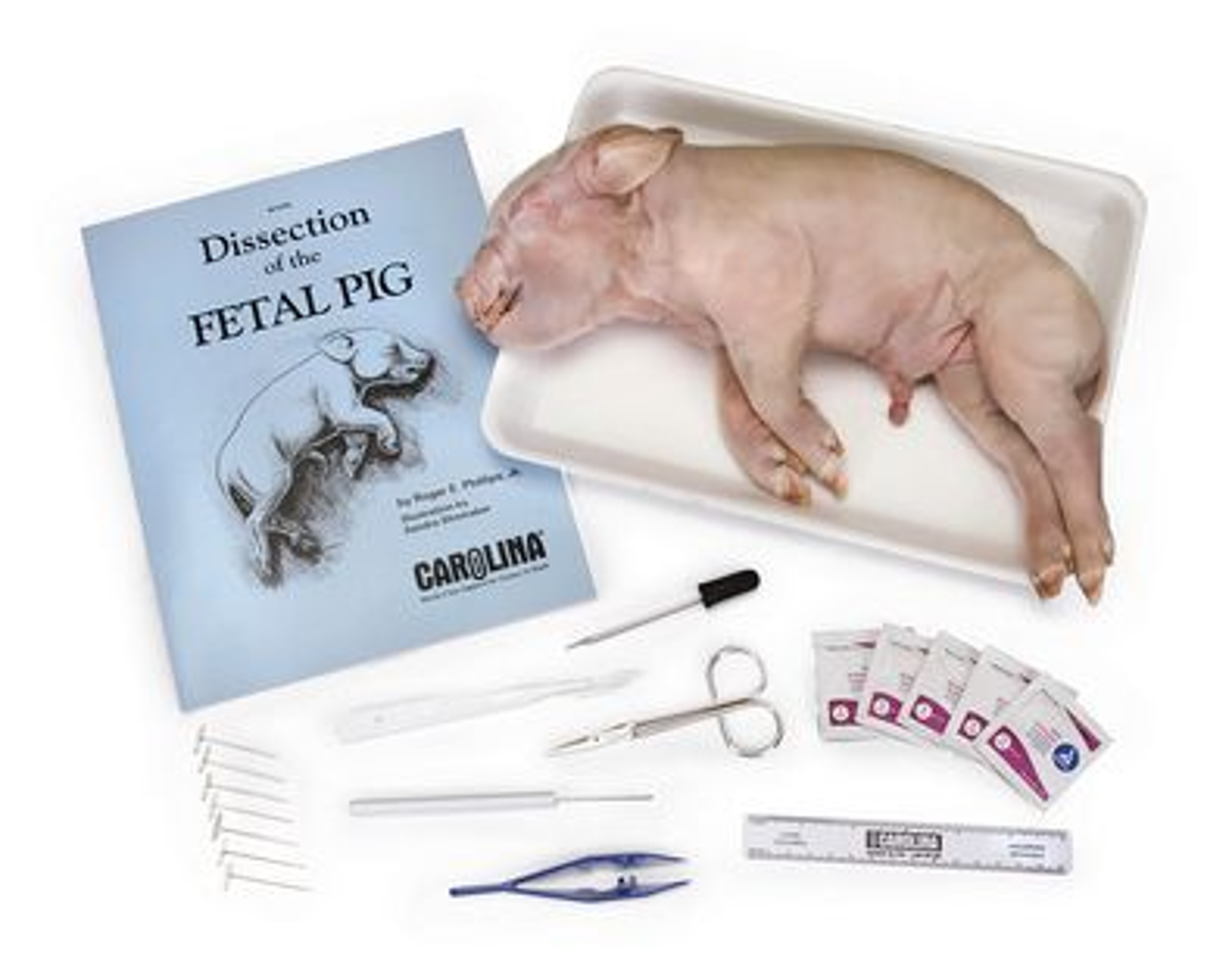 Cover image for Pig Anatomy Kit with Dissecting Set (221550)