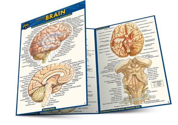 BARCHARTS / Anatomy of The Brain Laminated Pocket Guide; $4.95