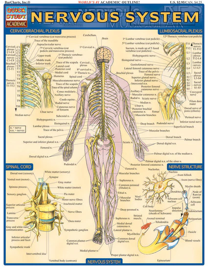 Cover image for NERVOUS SYSTEM LAMINATED STUDY GUIDE