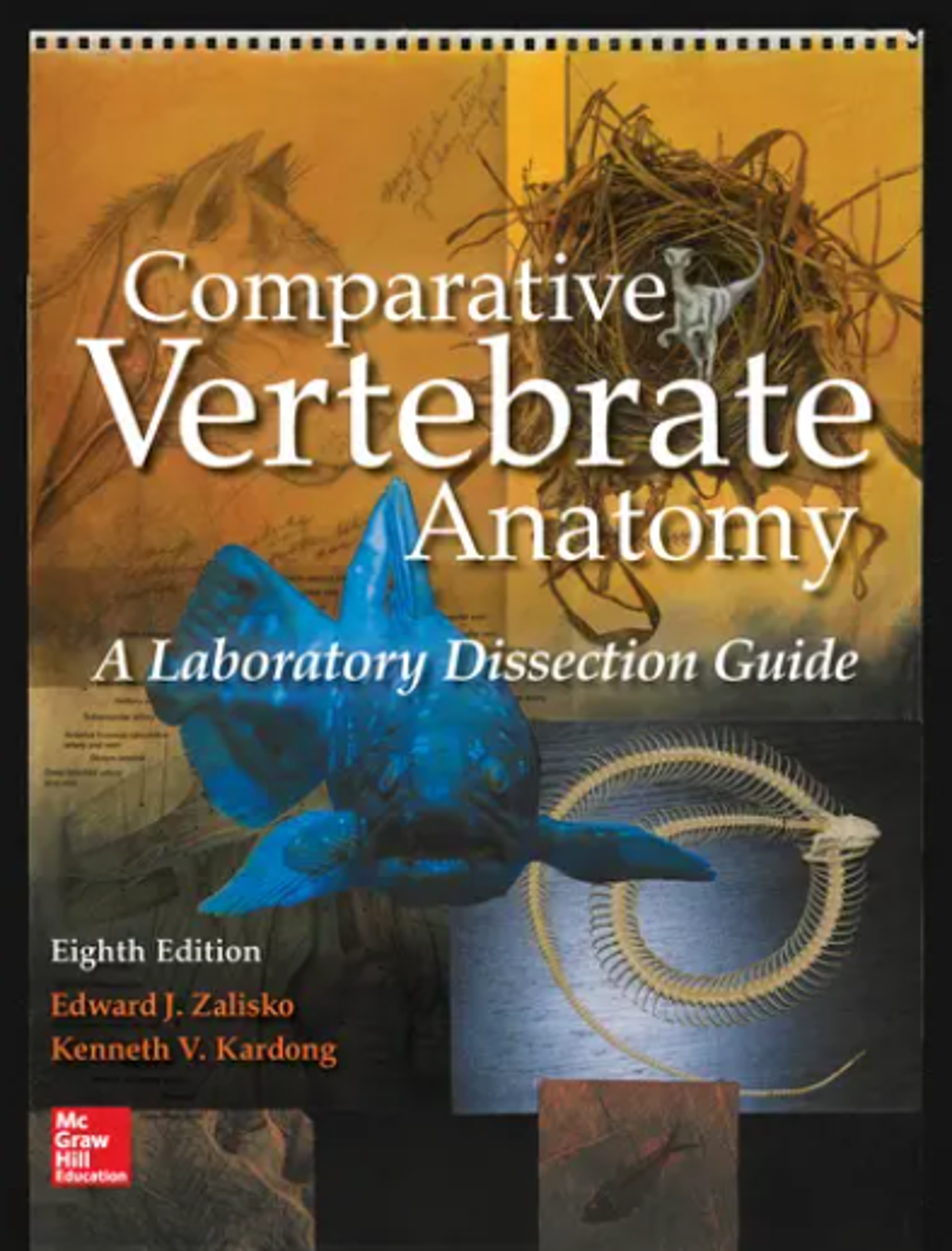 Cover image for COMPARATIVE VERTEBRATE ANATOMY