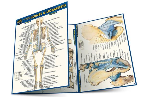 BARCHARTS / Anatomy of The Joints & Ligaments Pocket Guide; $3.00