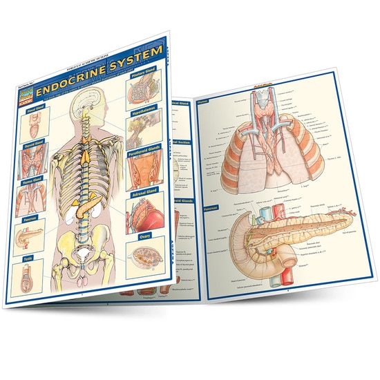 Cover image for ENDOCRINE SYSTEM LAMINATED STUDY GUIDE