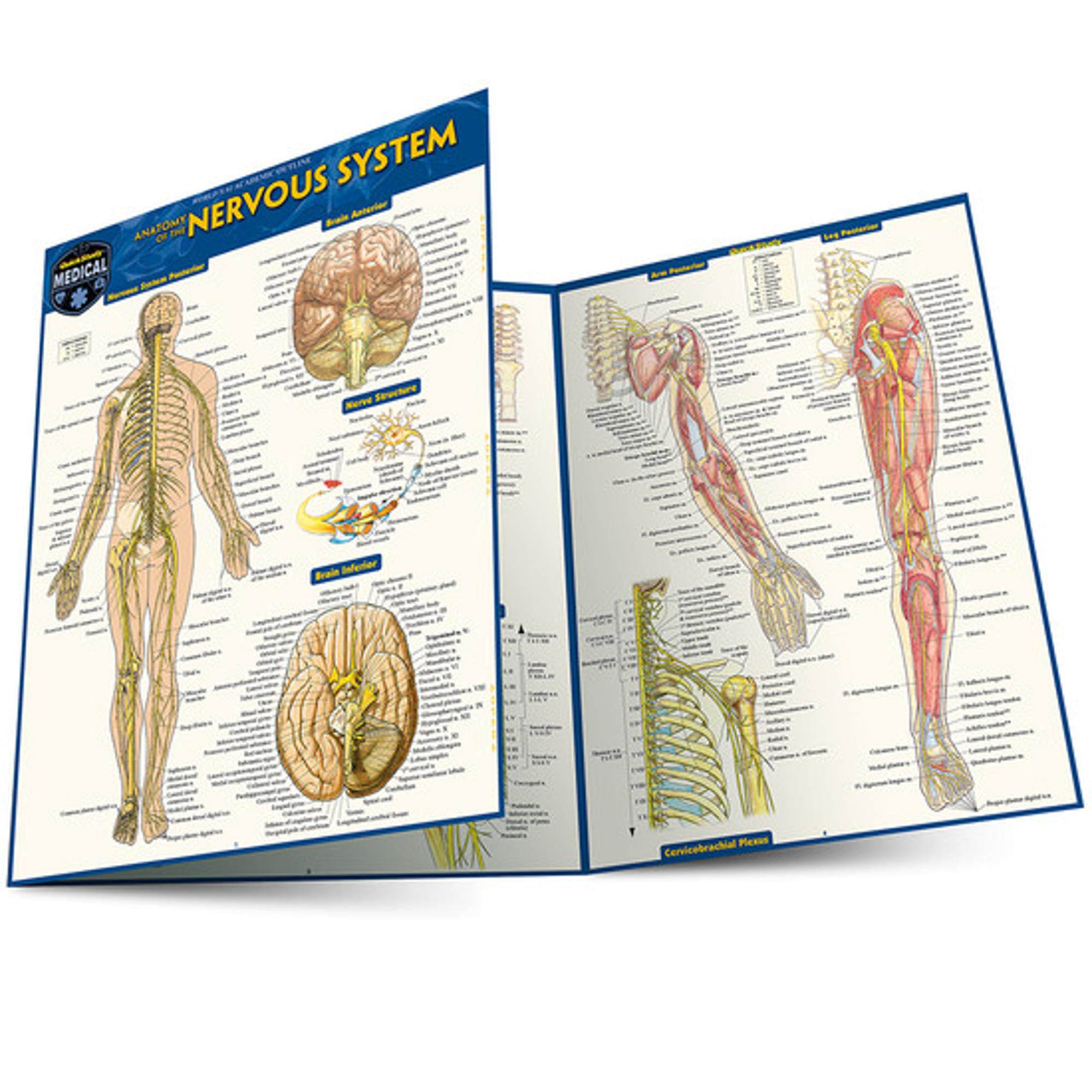 BARCHARTS / ANATOMY of the NERVOUS SYSTEM
