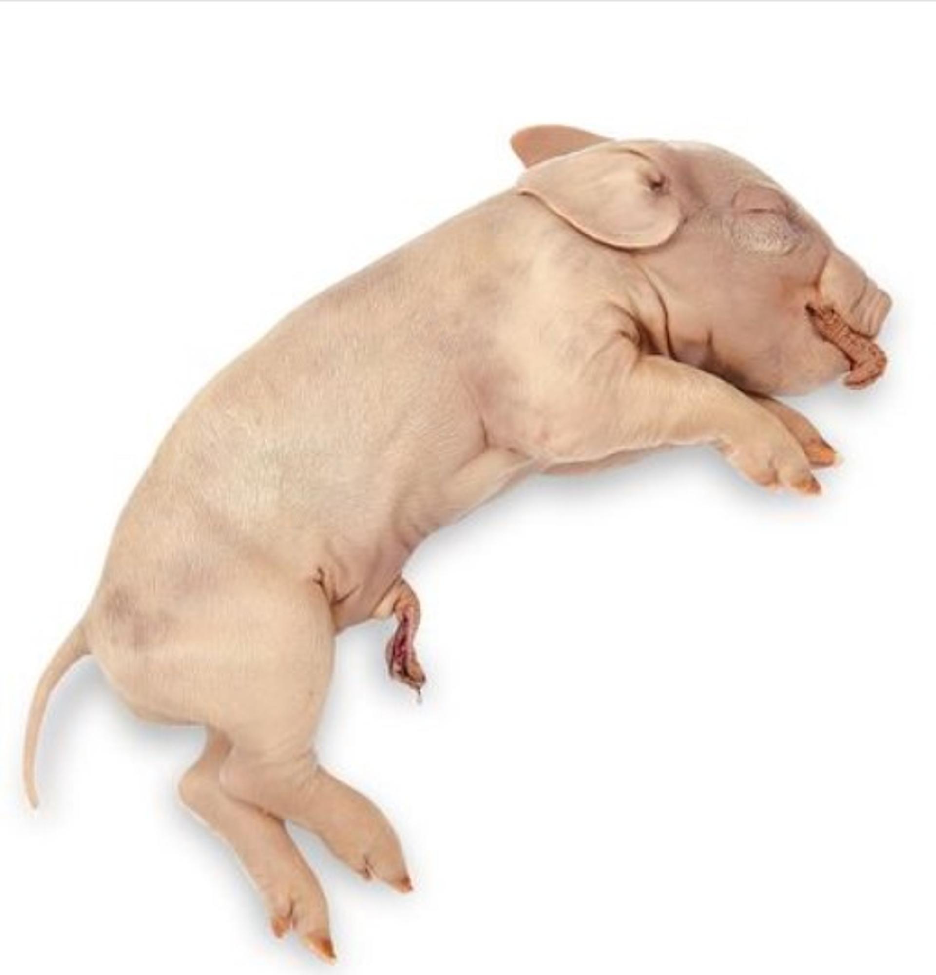 Cover image for Fetal Pig Replacement (228394)