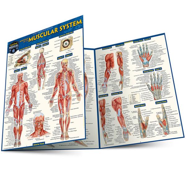 BARCHARTS / Anatomy of the Muscular System; $8.95