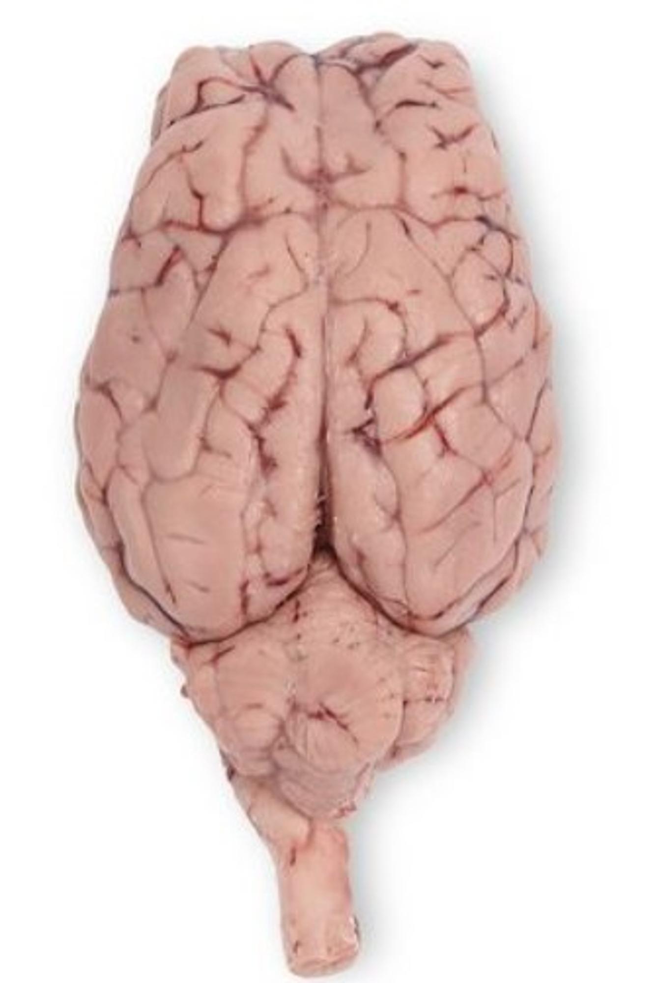 Cover image for Formalin Sheep Brain, Dura Intact, Plain, 1 per bag (228711)