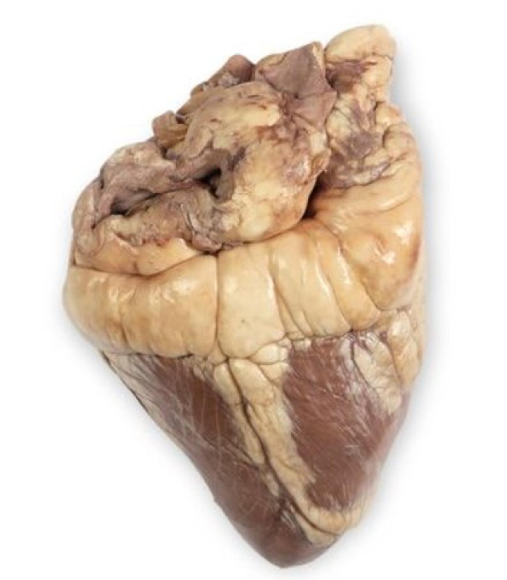 Cover image for Formalin Cow Heart, Plain, 1 per bag (228911)