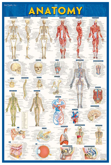 Cover image for ANATOMY LAMINATED POSTER