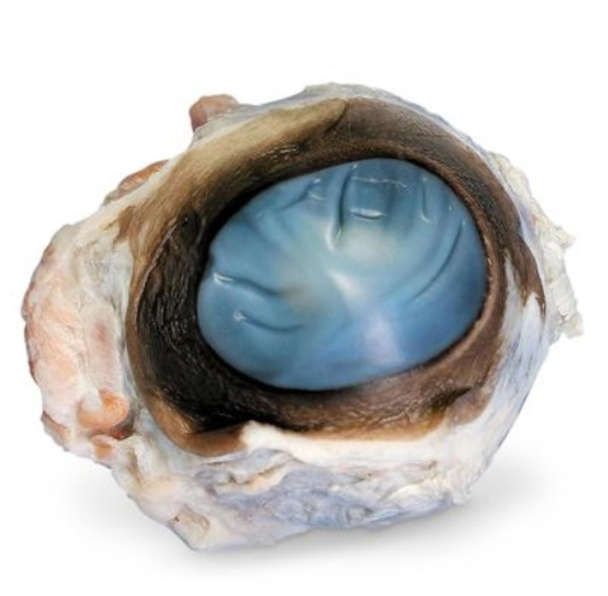 Cover image for Carolina's Perfect Solution® Preserved Cow Eyes, Plain (228904)