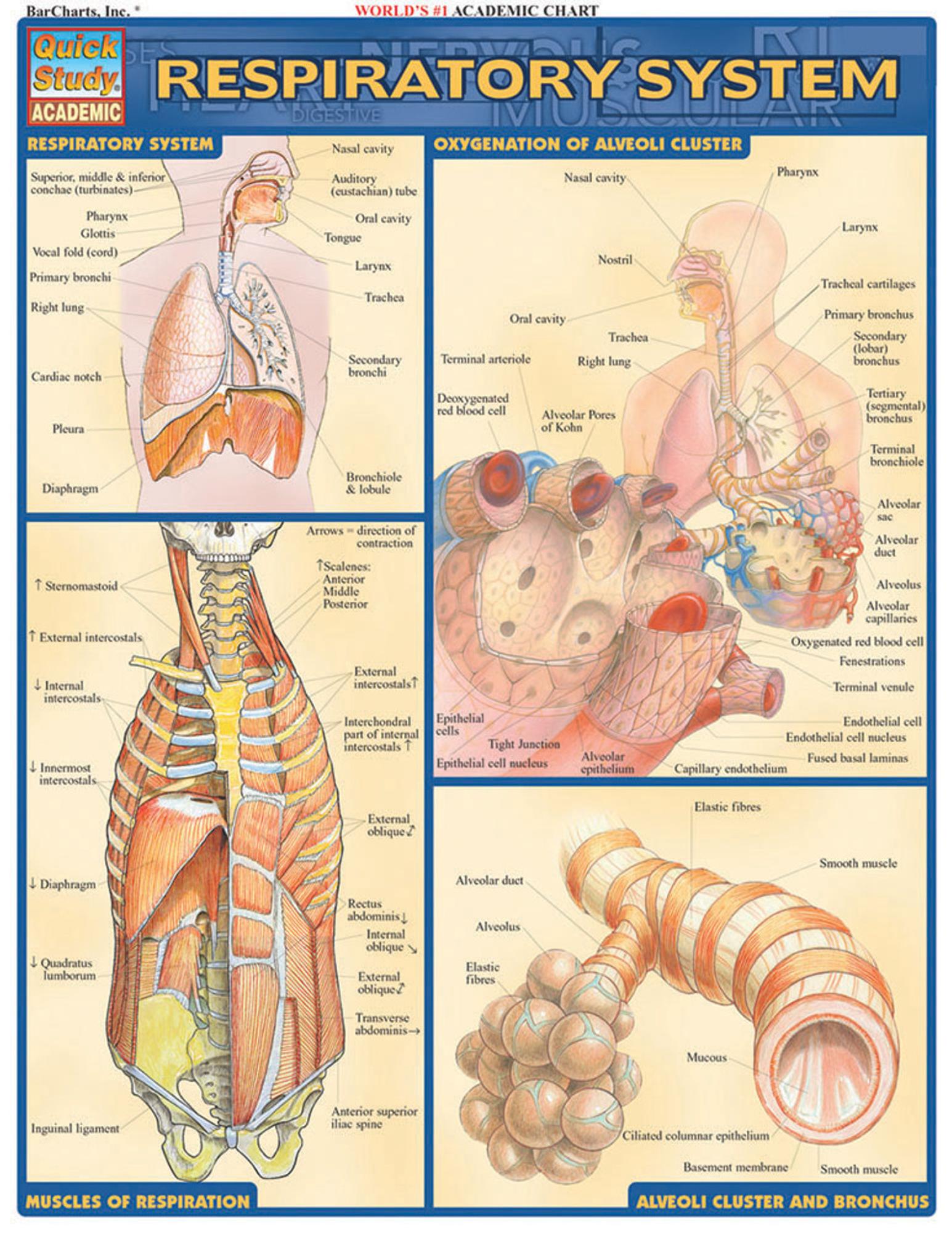 BARCHARTS / Respiratory System