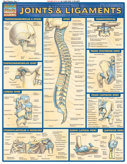 Cover image for JOINTS AND LIGAMENTS LAMINATED STUDY GUIDE