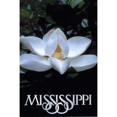 image of: Mississippi Magnolia Postcard