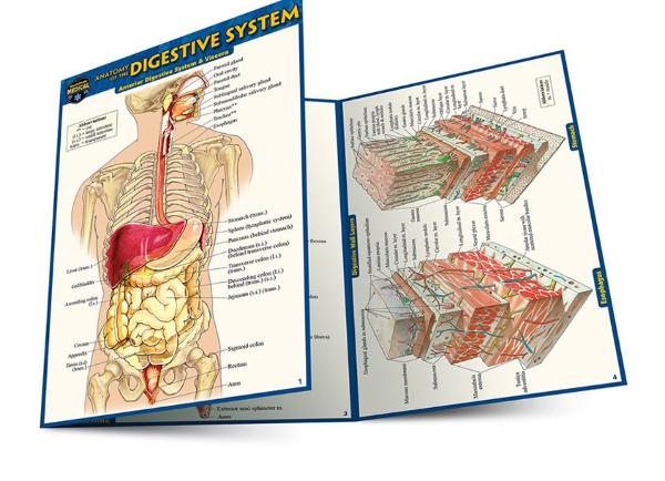 BARCHARTS / Anatomy of The Digestive System Pocket Guide; $4.95