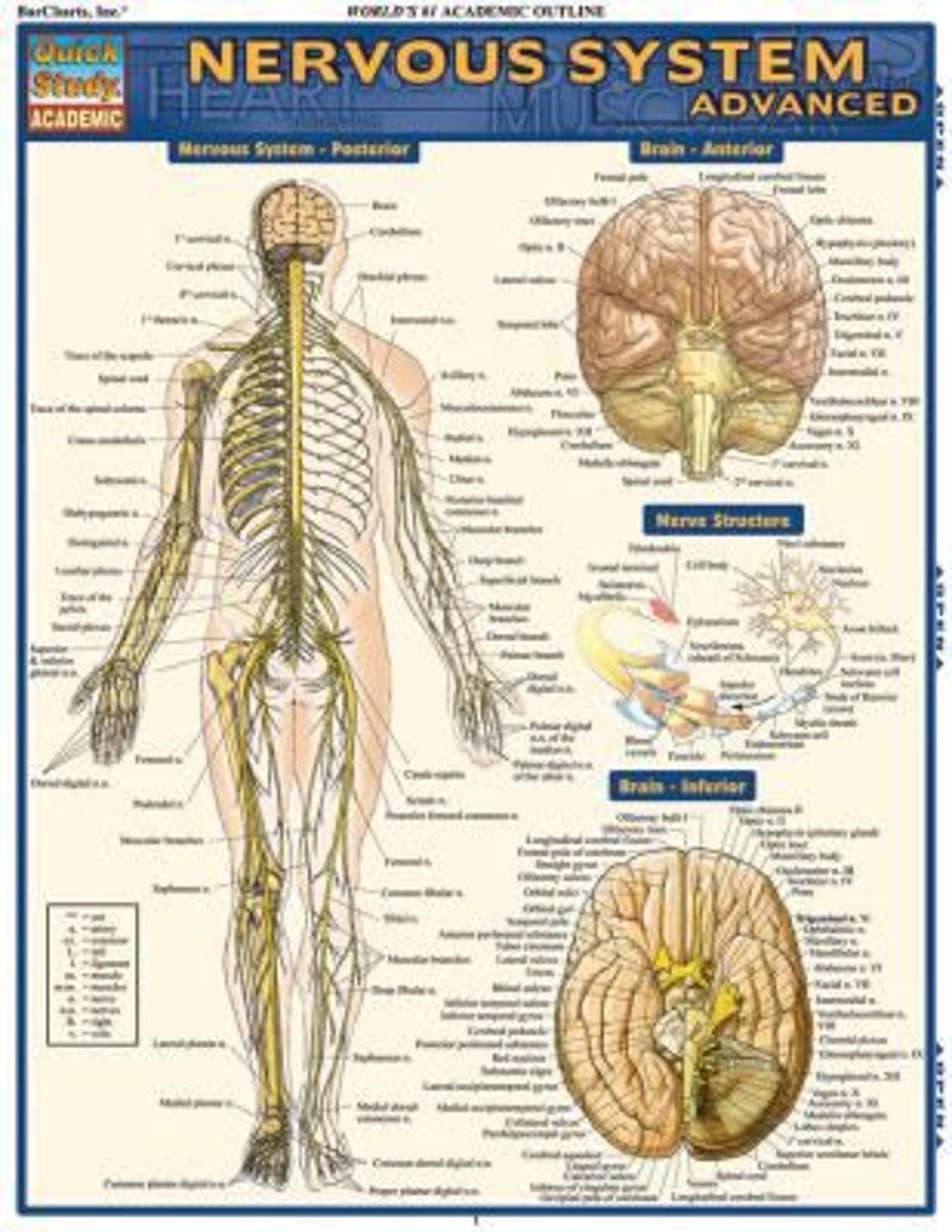 BARCHARTS / Nervous System Advanced