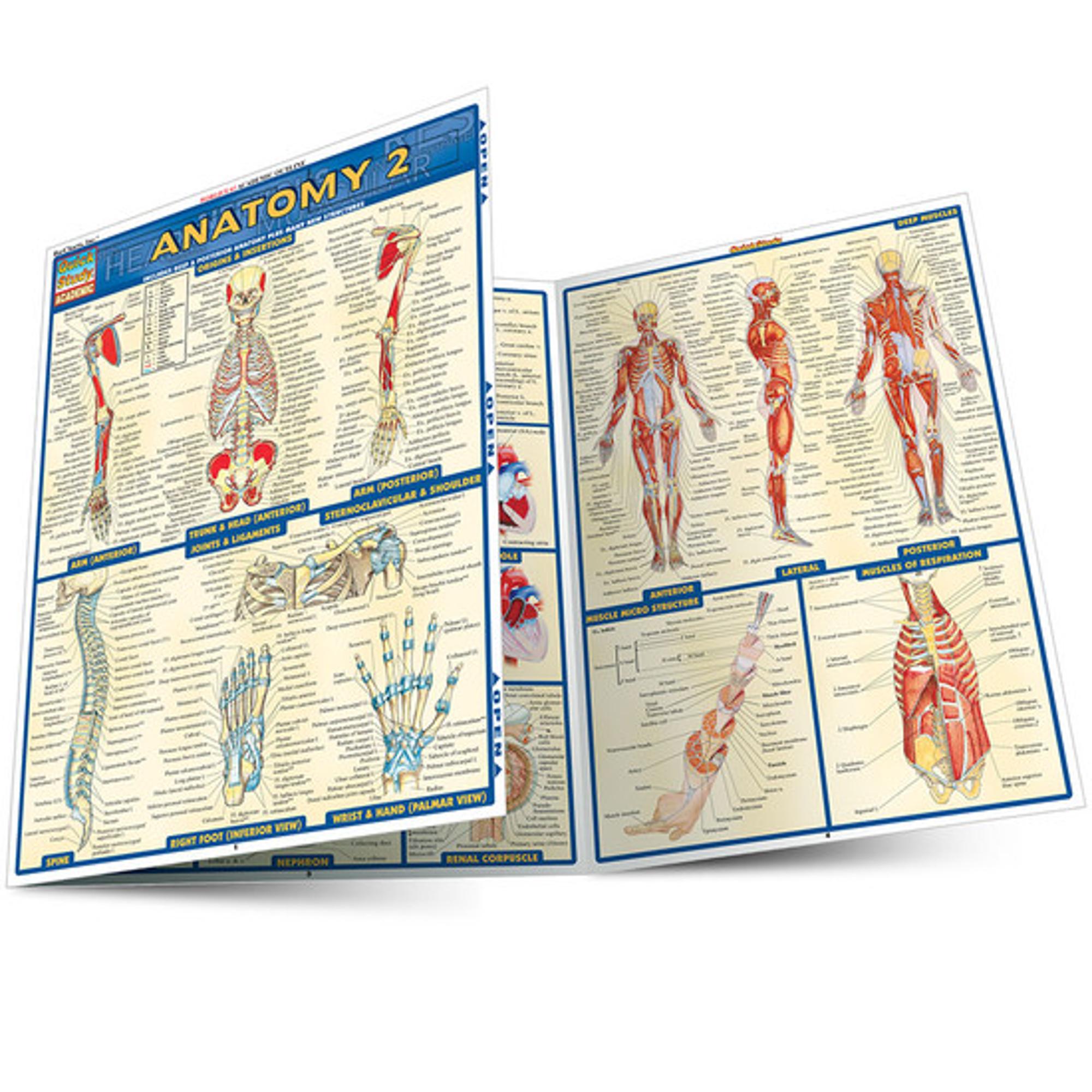 Cover image for ANATOMY 2 LAMINATED STUDY GUIDE