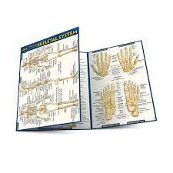 BarCharts / Anatomy of the Skeletal System; $4.95