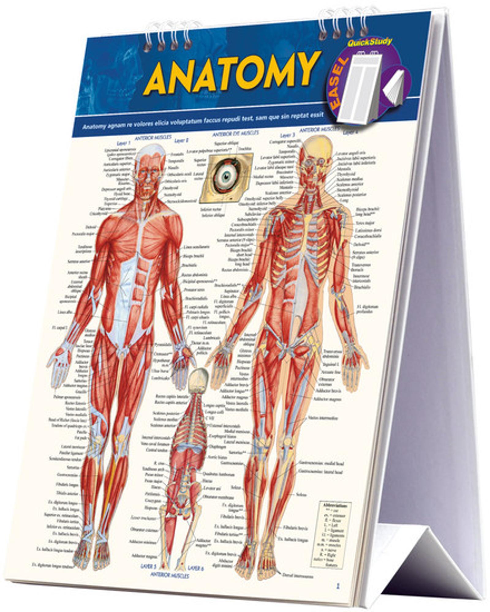 Cover image for Anatomy Easel - Quick Study