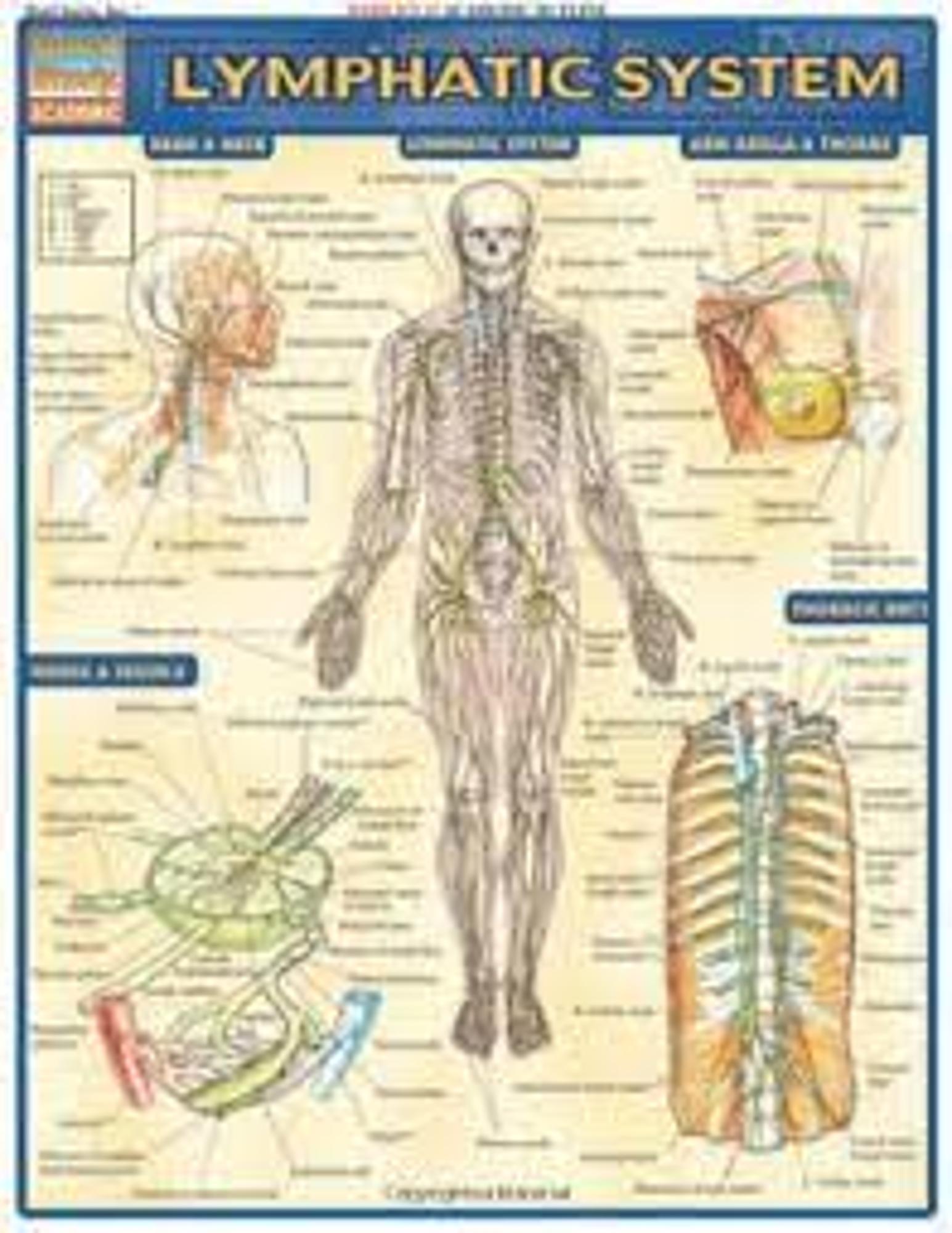 image of: --BarChart Lymphatic System