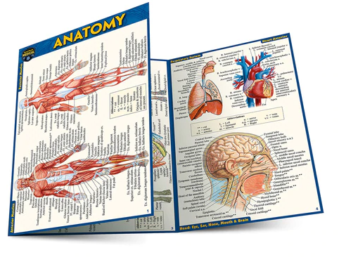 Cover image for ANATOMY LAMINATED POCKET GUIDE