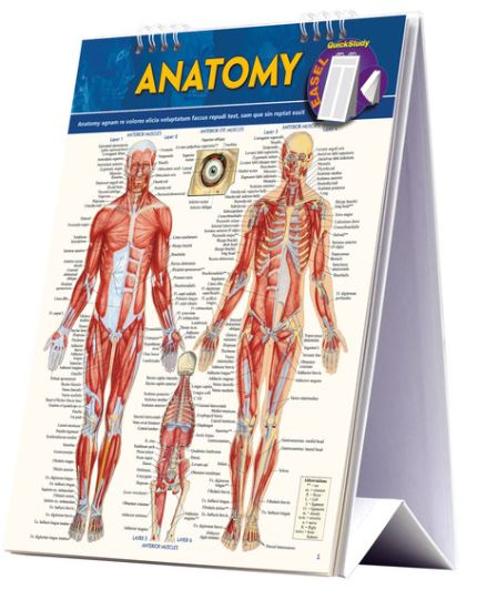 BarCharts / Anatomy Easel Book; $14.95