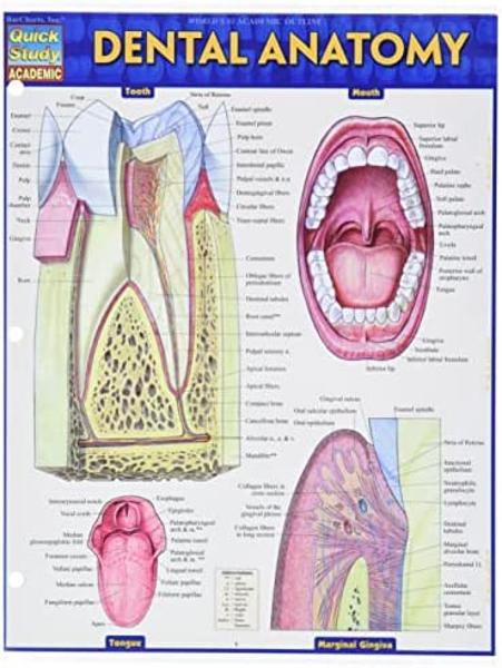 BarCharts / Dental Anatomy; $6.95