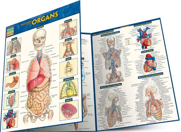 BARCHARTS / ANATOMY of the ORGANS; $6.95