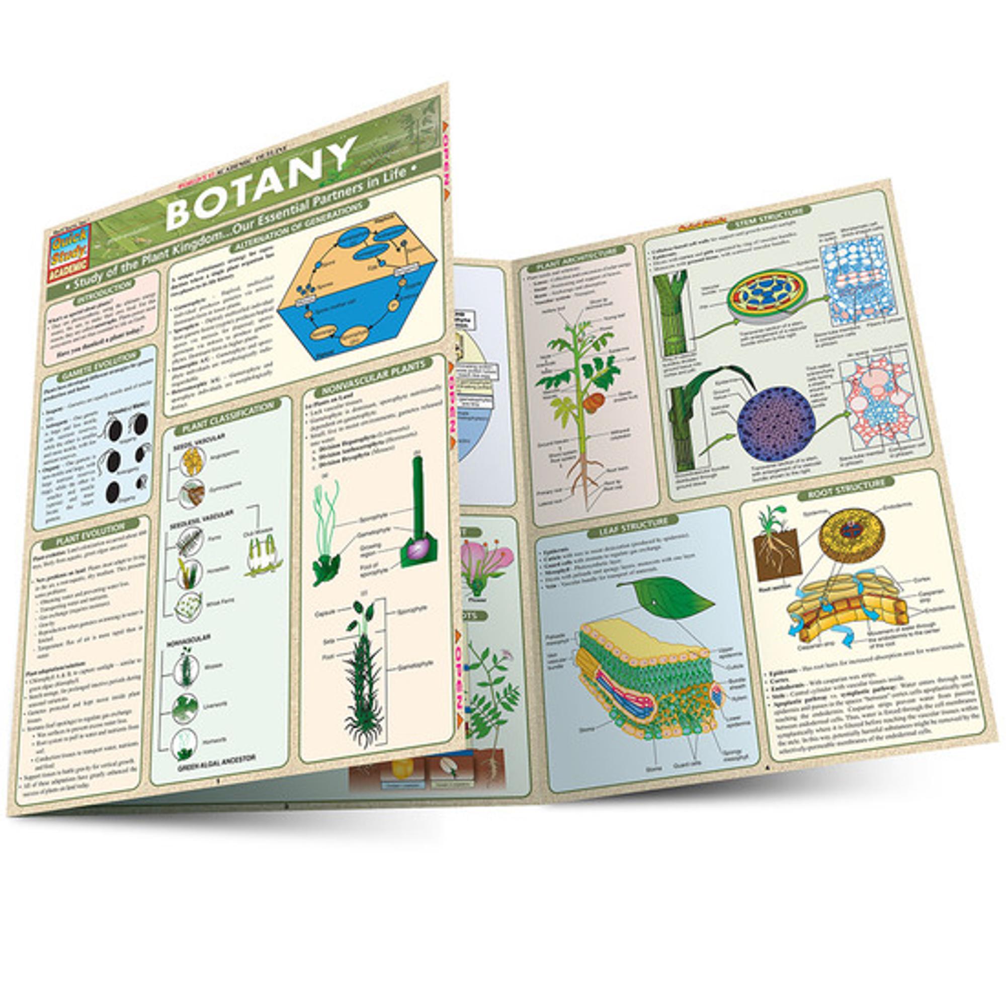 Cover image for BOTANY LAMINATED STUDY GUIDE