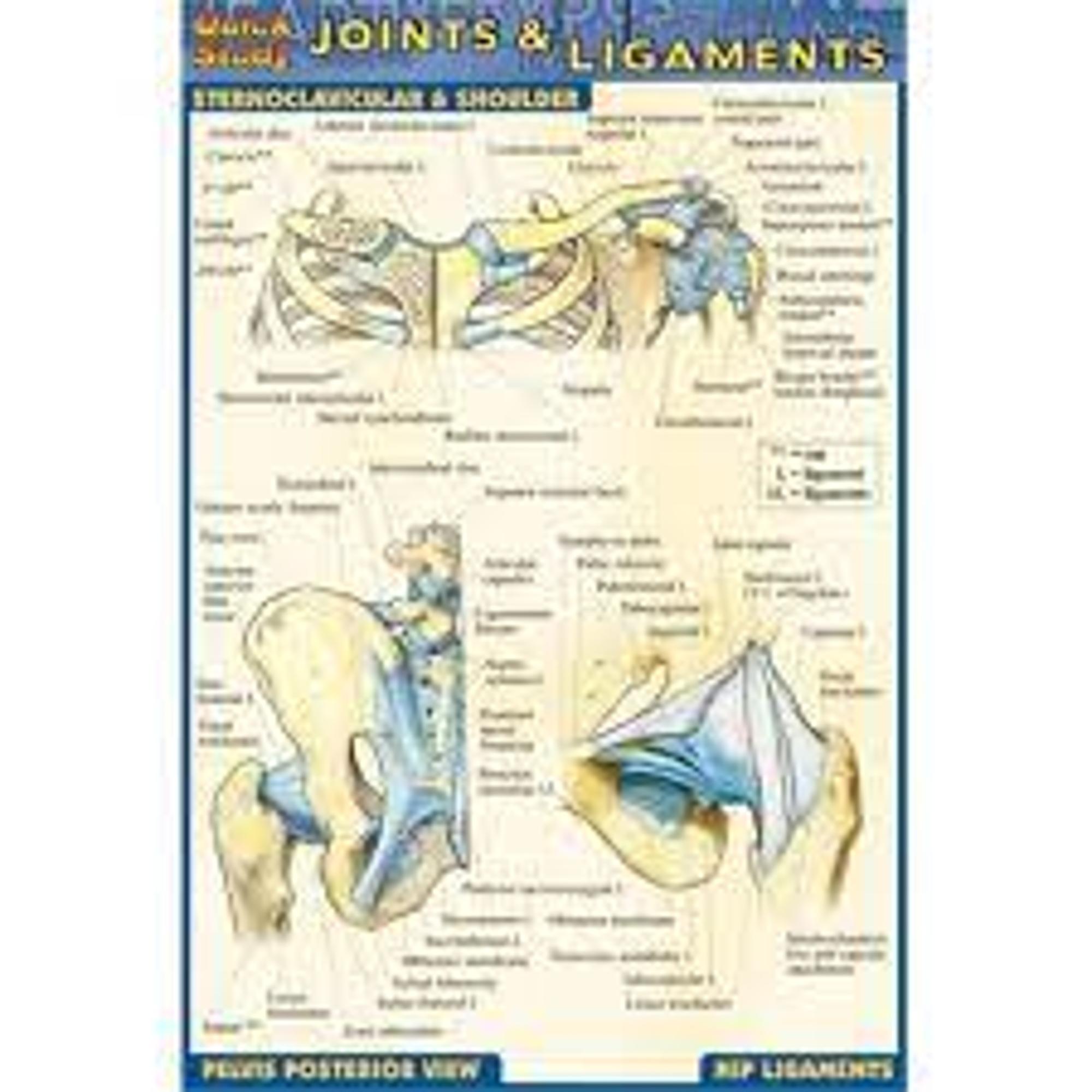 Cover image for -POCKET JOINTS & LIGAMENTS