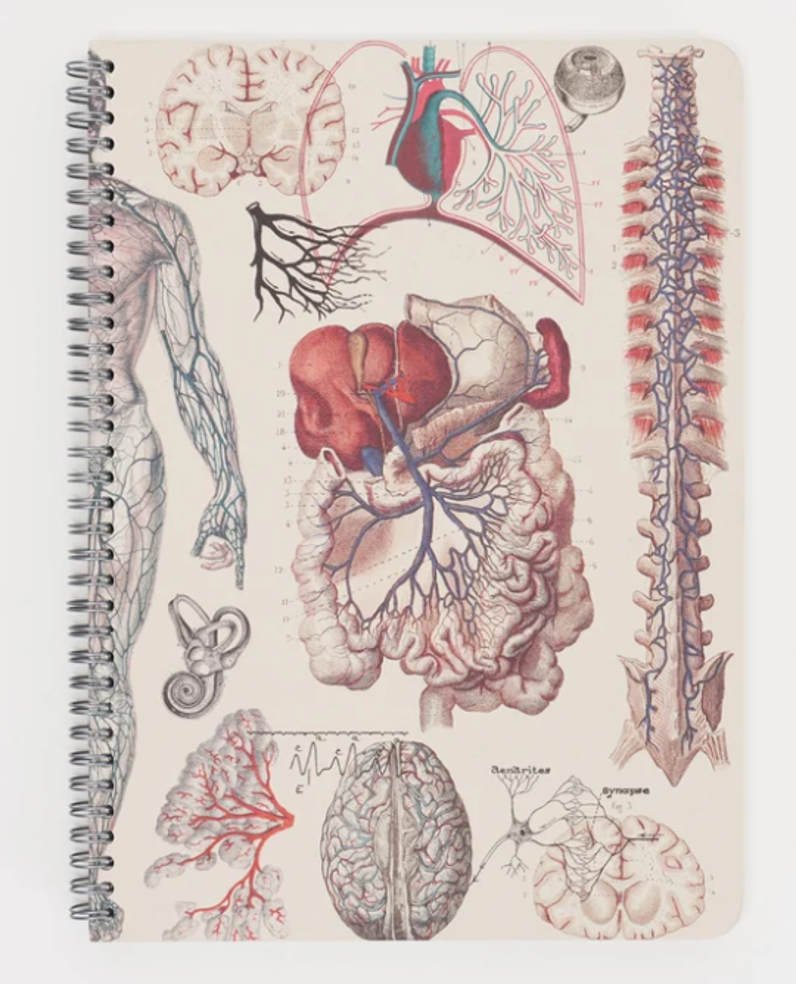 Variant 26 of 27 for Cognitive Surplus