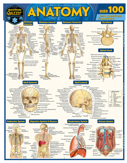 Cover image for ANATOMY QUIZZER LAMINATED STUDY GUIDE