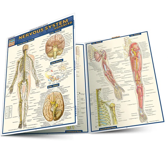 Cover image for NERVOUS SYSTEM ADVANCED LAMINATED STUDY GUIDE