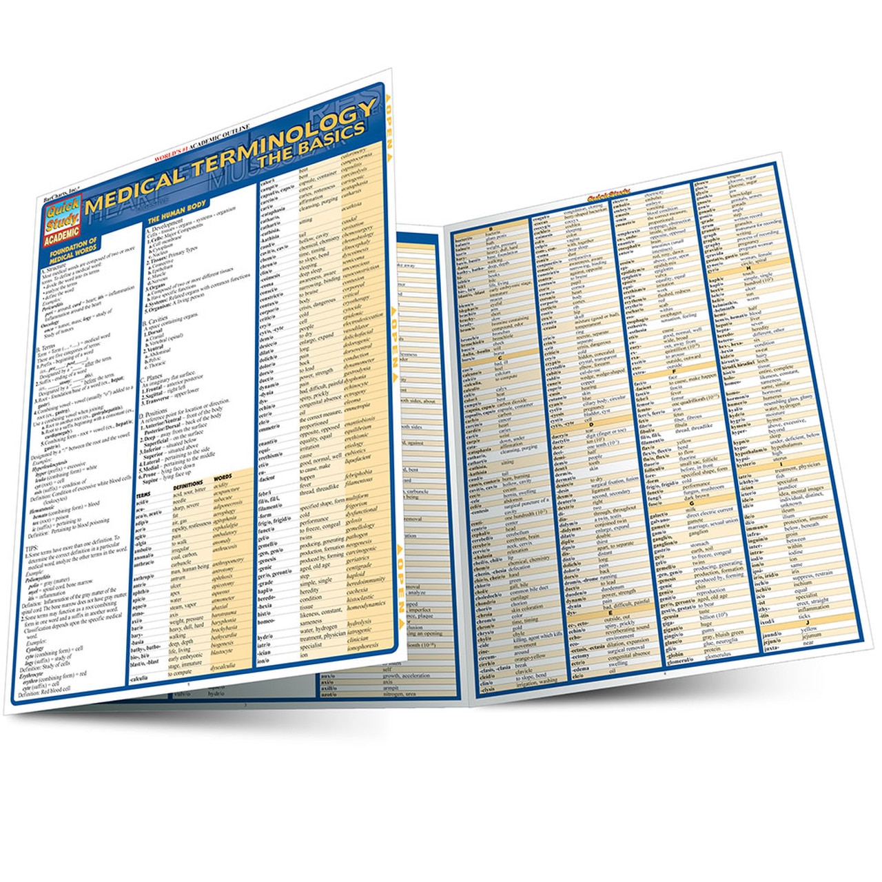 Cover image for MEDICAL TERMINOLOGY THE BASICS LAMINATED STUDY GUIDE