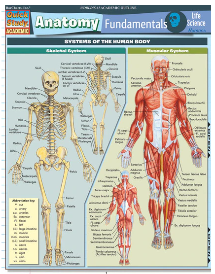 Cover image for ANATOMY FUNDAMENTALS: LIFE SCIENCE LAMINATED STUDY GUIDE