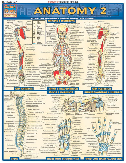 Cover image for ANATOMY 2 LAMINATED STUDY GUIDE