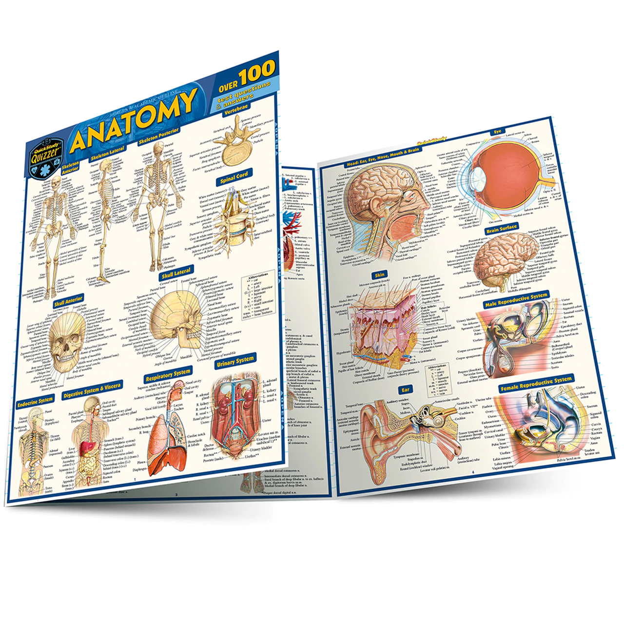 Cover image for ANATOMY QUIZZER LAMINATED STUDY GUIDE
