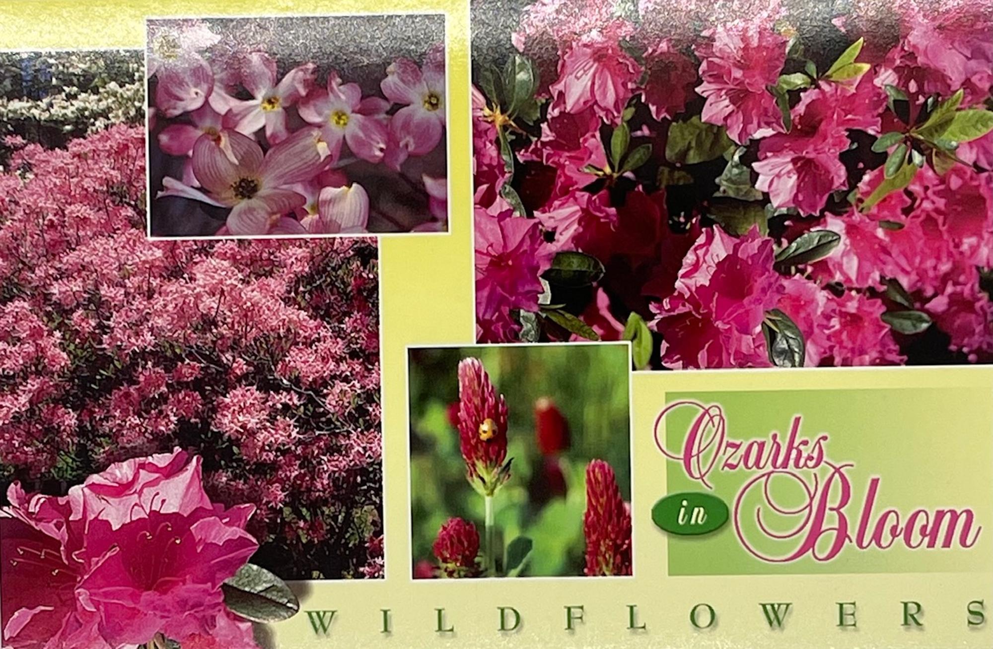 image of: Ozarks in Bloom Postcard